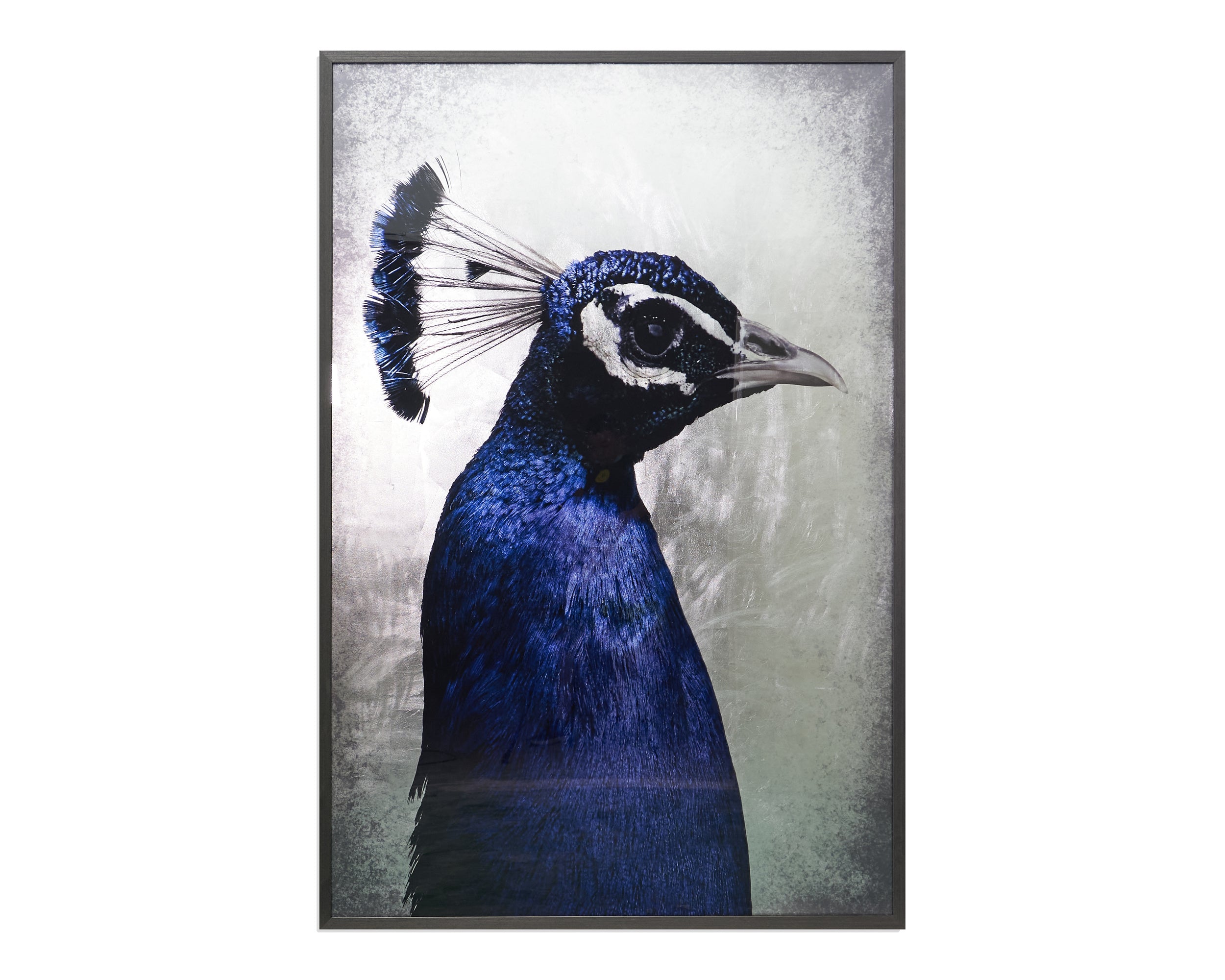 The Peacock - 48" X 72"  Charcoal Frame