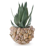 Two's Company 5 3/4" Shell Planter