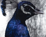 The Peacock - 48" X 72"  Charcoal Frame