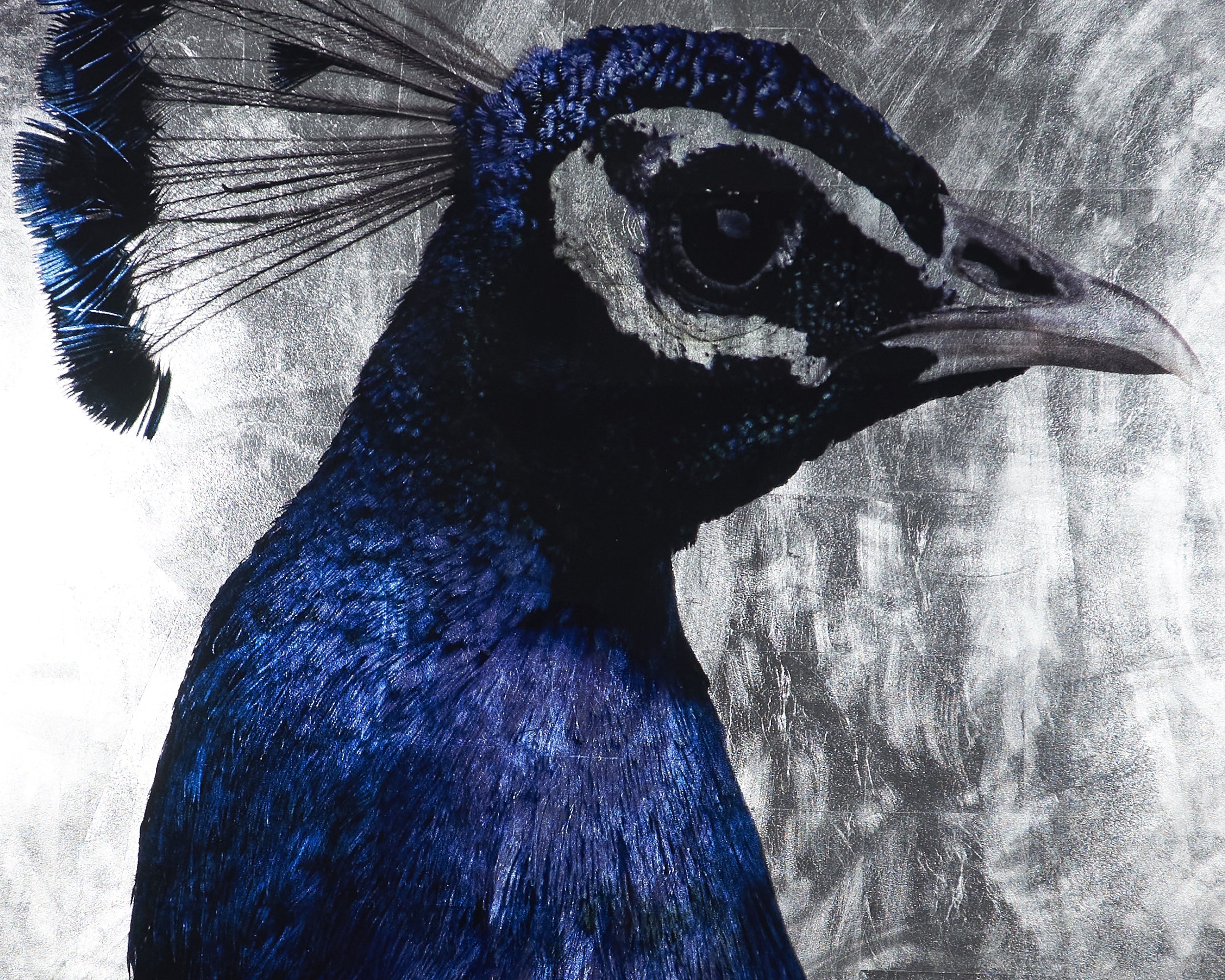 The Peacock - 48" X 72"  Charcoal Frame