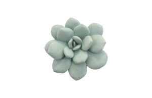 Phillips Collection - Laui Succulent Wall Art, Sage - PH104151