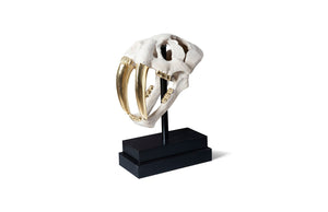 Phillips Collection - Saber Tooth Tiger Skull, Roman Stone - PH56706