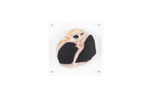 Phillips Collection - Floating Petrified Slice Wall Art, Assorted - ID97236