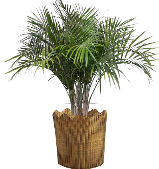 The Enchanted Home Scalloped Wicker Planter