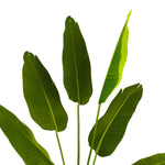 Safavieh Faux Banana 63 Potted Leaves , FXP2008 - Green