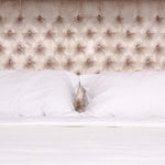 Safavieh Couture Chester Tufted Velvet King Bed