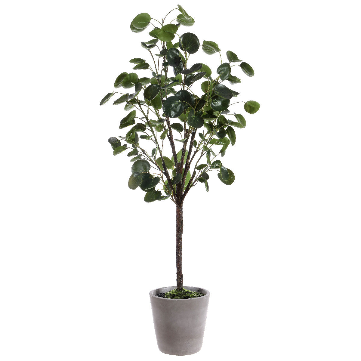 Safavieh Faux Polyscias Fruticosa Potted Tree